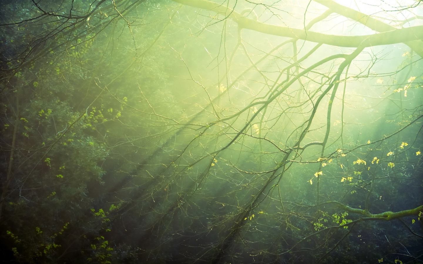Windows 8 theme forest scenery HD wallpapers #6 - 1440x900