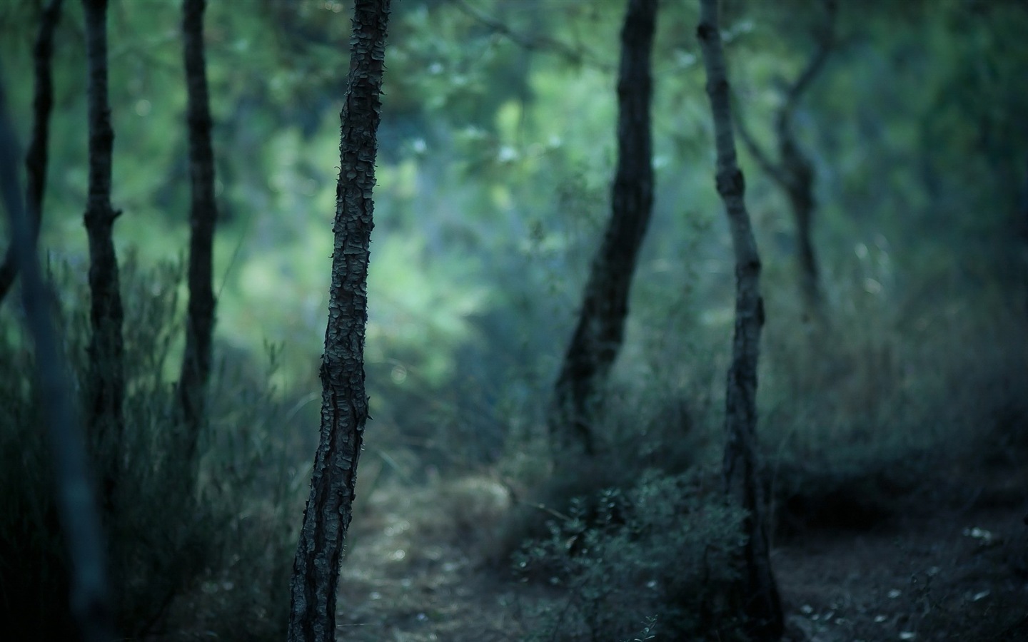 Windows 8 tema fondos de pantalla paisaje forestal HD #7 - 1440x900