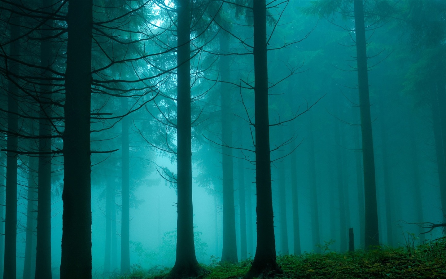 Windows 8 fonds d'écran thème paysages forestiers HD #8 - 1440x900