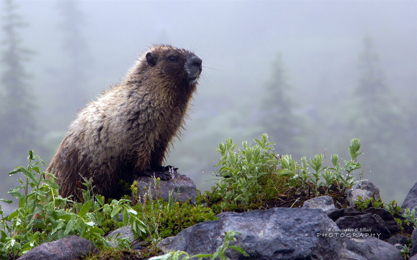 Windows 8主題，野生動物 高清壁紙 #5 - 1440x900