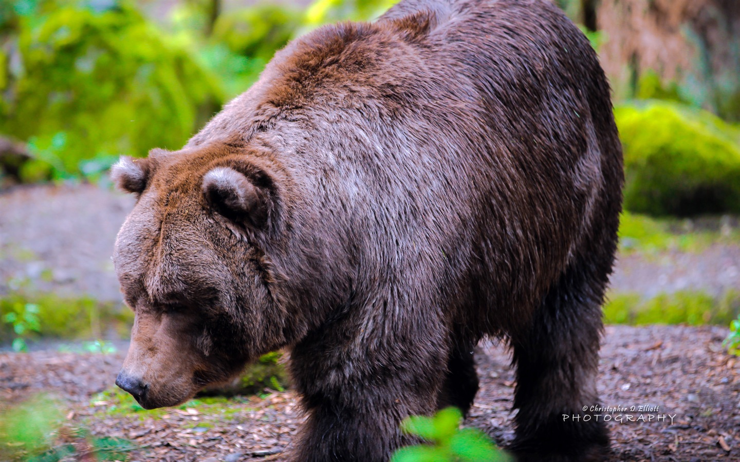 Windows 8主題，野生動物 高清壁紙 #8 - 1440x900