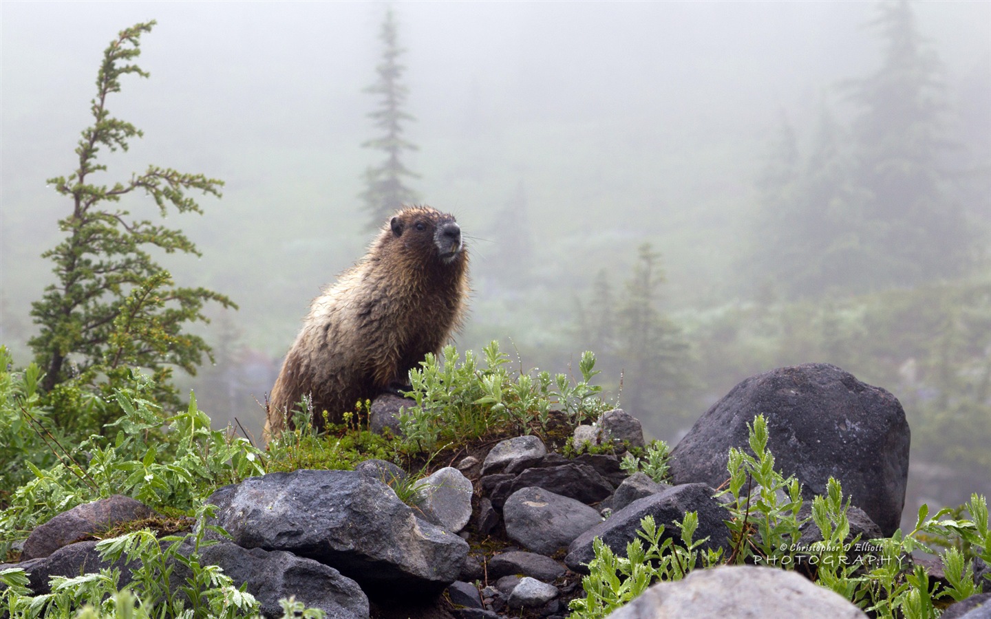 Windows 8主題，野生動物 高清壁紙 #9 - 1440x900