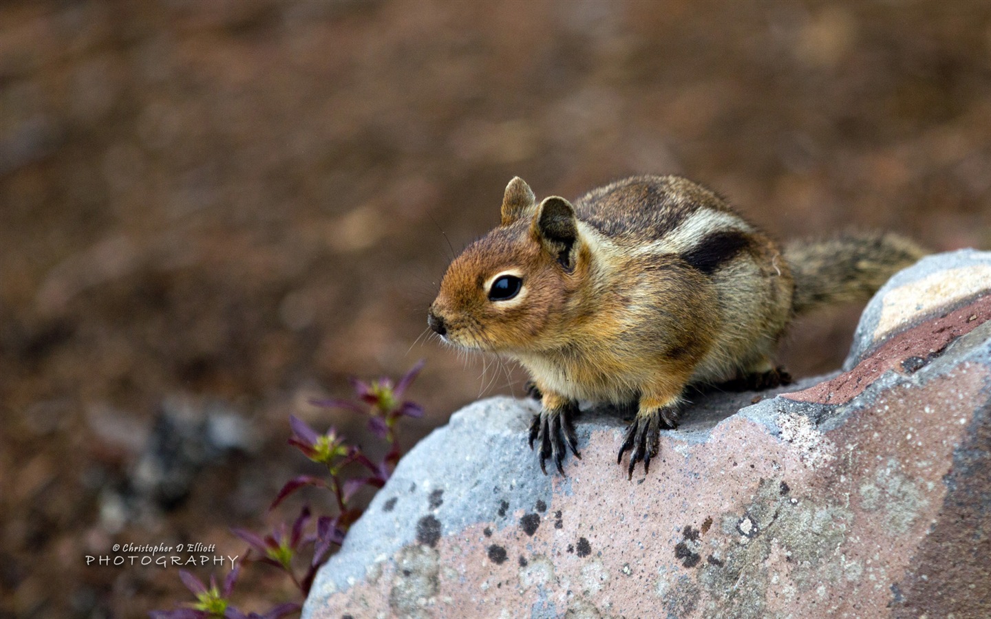 Windows 8主題，野生動物 高清壁紙 #12 - 1440x900