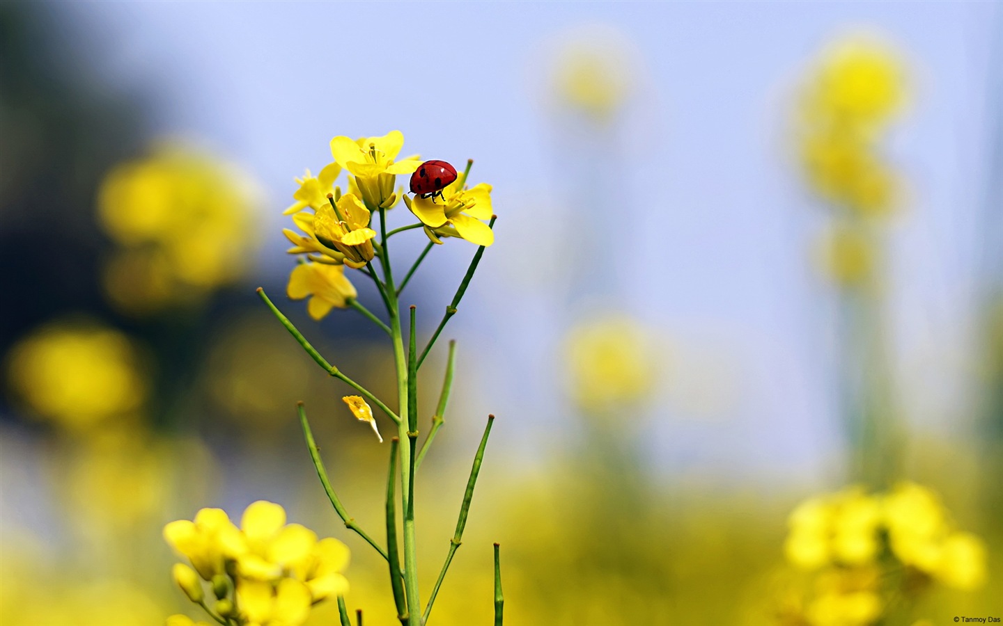 Windows 8 theme wallpaper, insects world #1 - 1440x900
