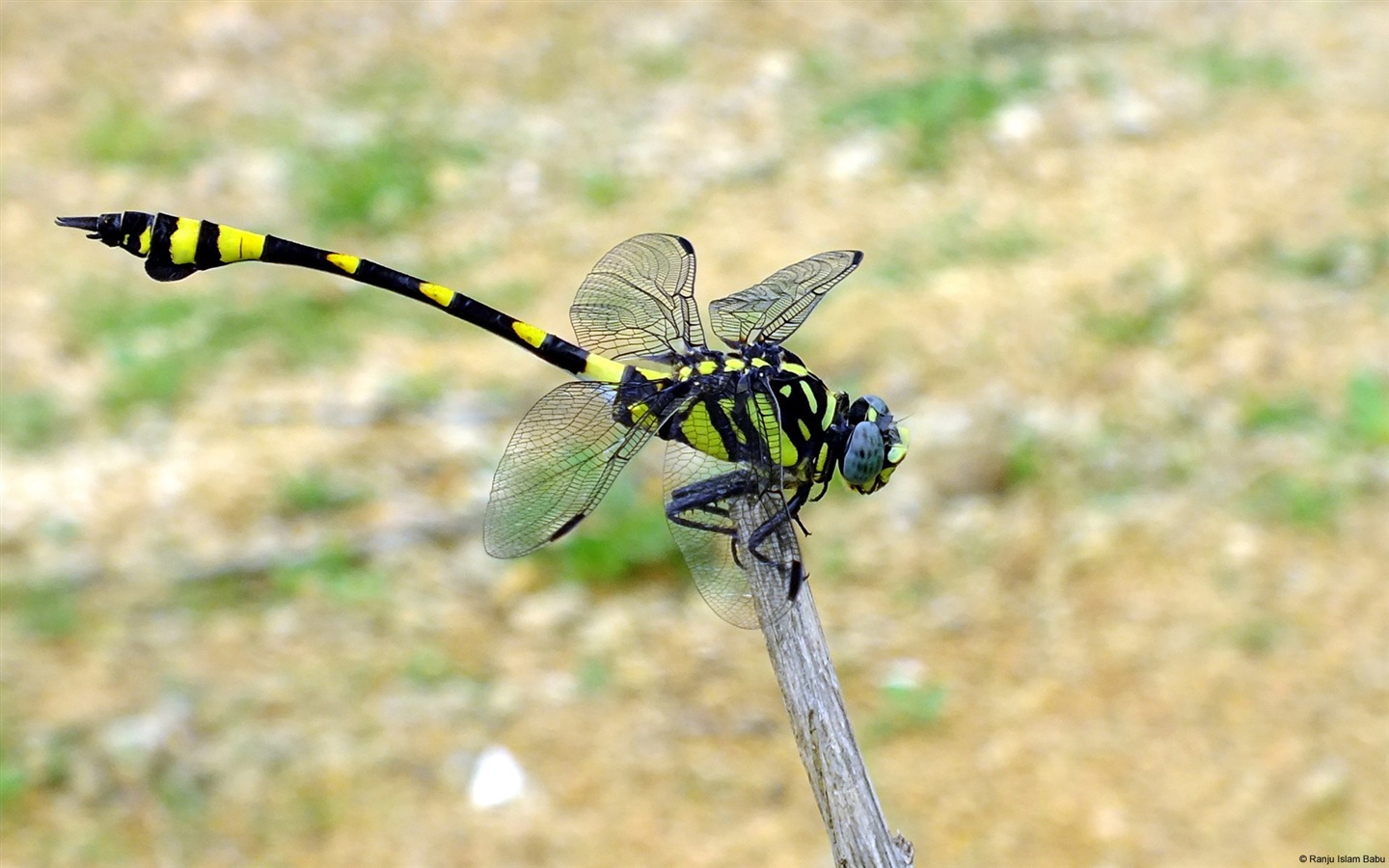 Windows 8 theme wallpaper, insects world #6 - 1440x900