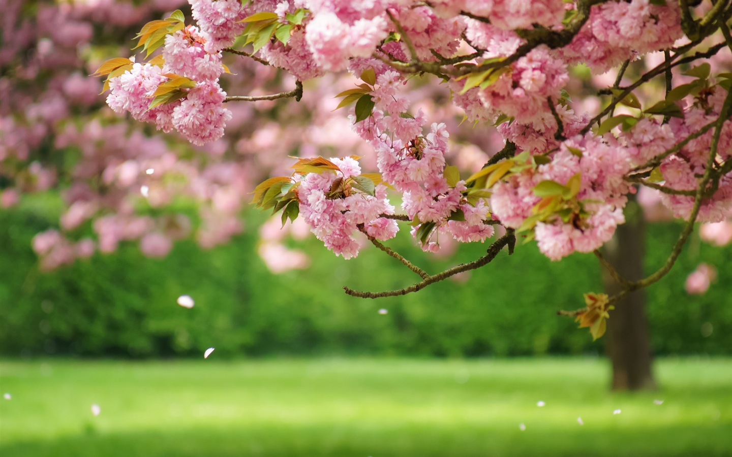 Spring flowers bloom HD Wallpapers #1 - 1440x900