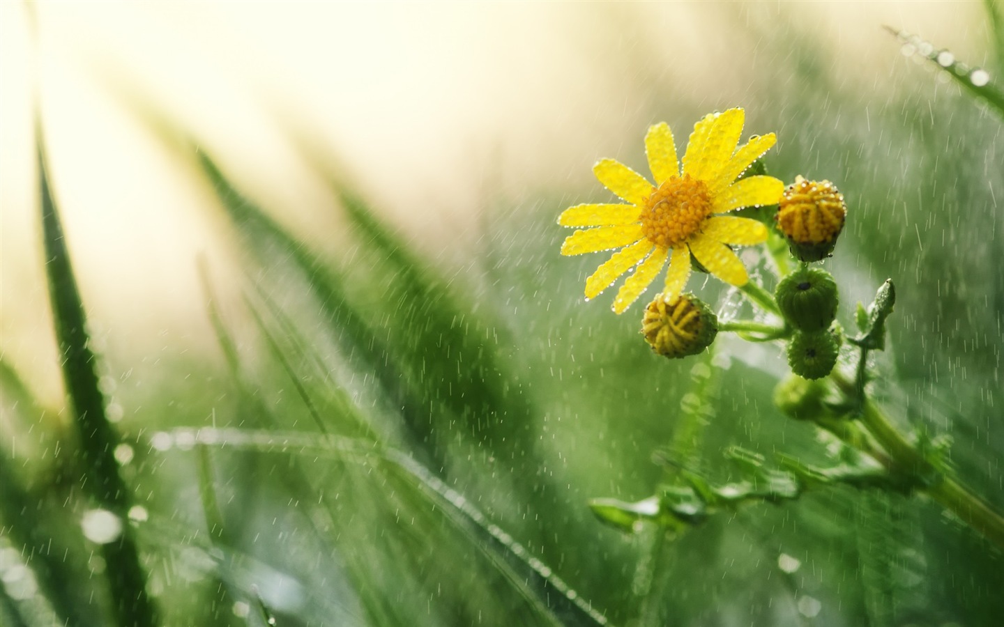 春天百花盛開 高清壁紙 #4 - 1440x900
