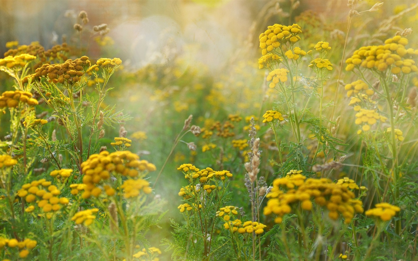 Frühlingsblumen blühen HD Wallpaper #8 - 1440x900