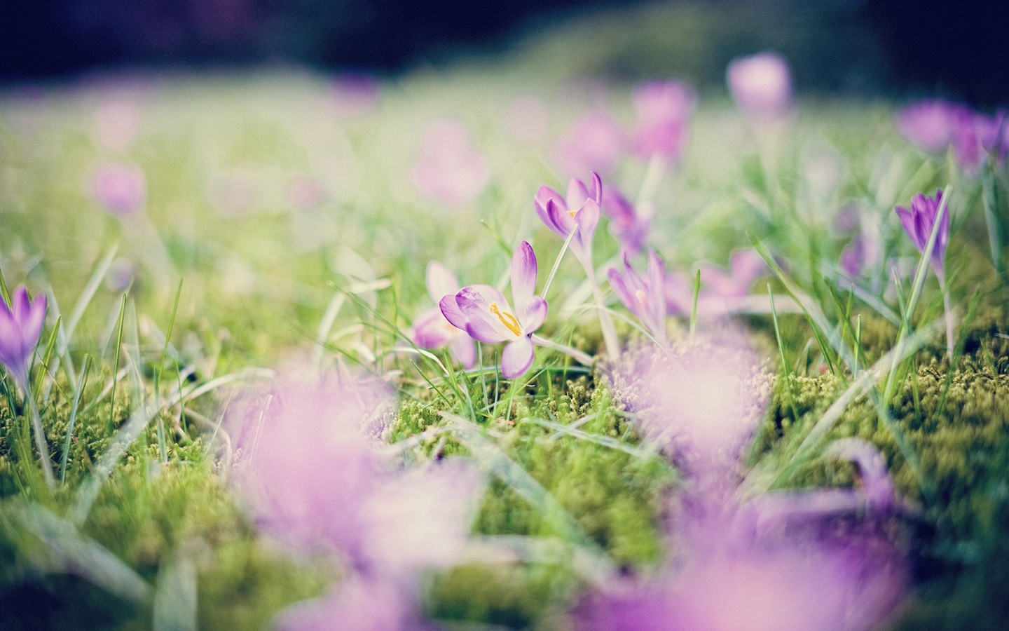 Fleurs de printemps fleurissent fonds d'écran HD #14 - 1440x900