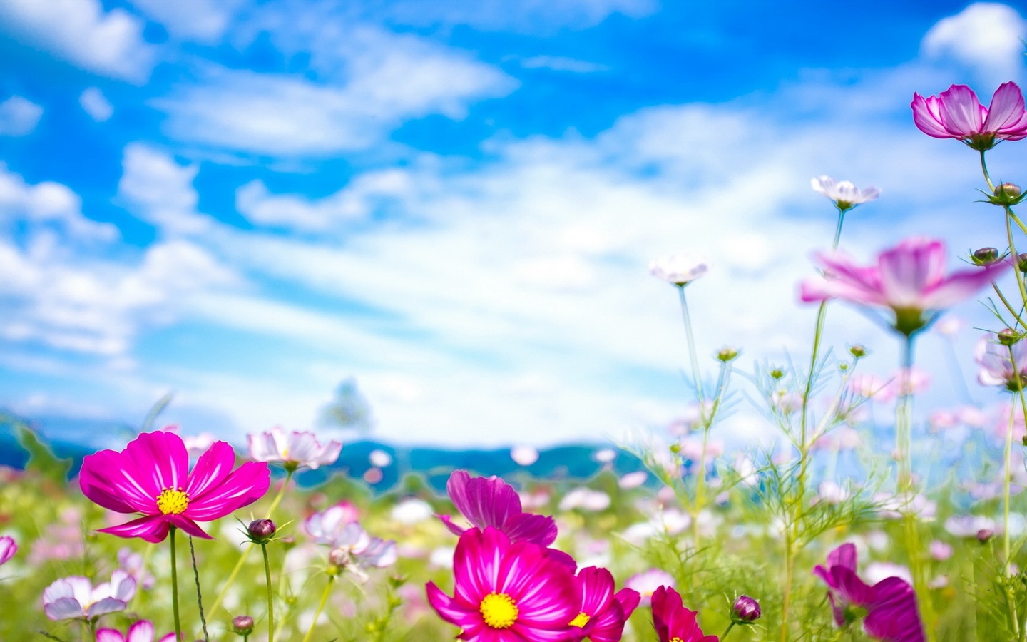 봄 꽃의 HD 배경 화면을 꽃 #20 - 1440x900