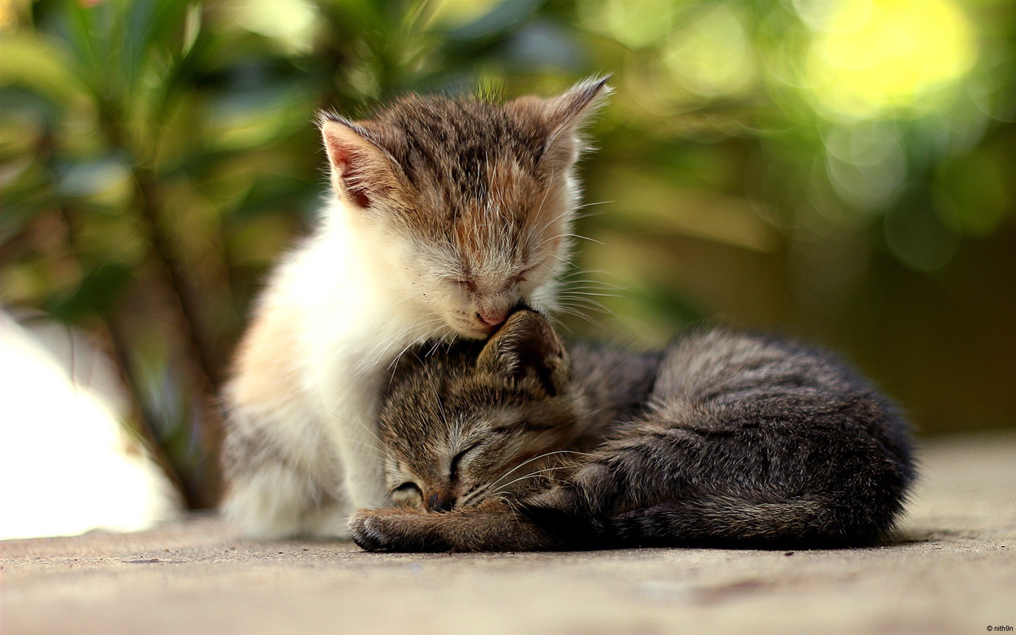 Animal fun, Windows 8 HD wallpapers #1 - 1440x900