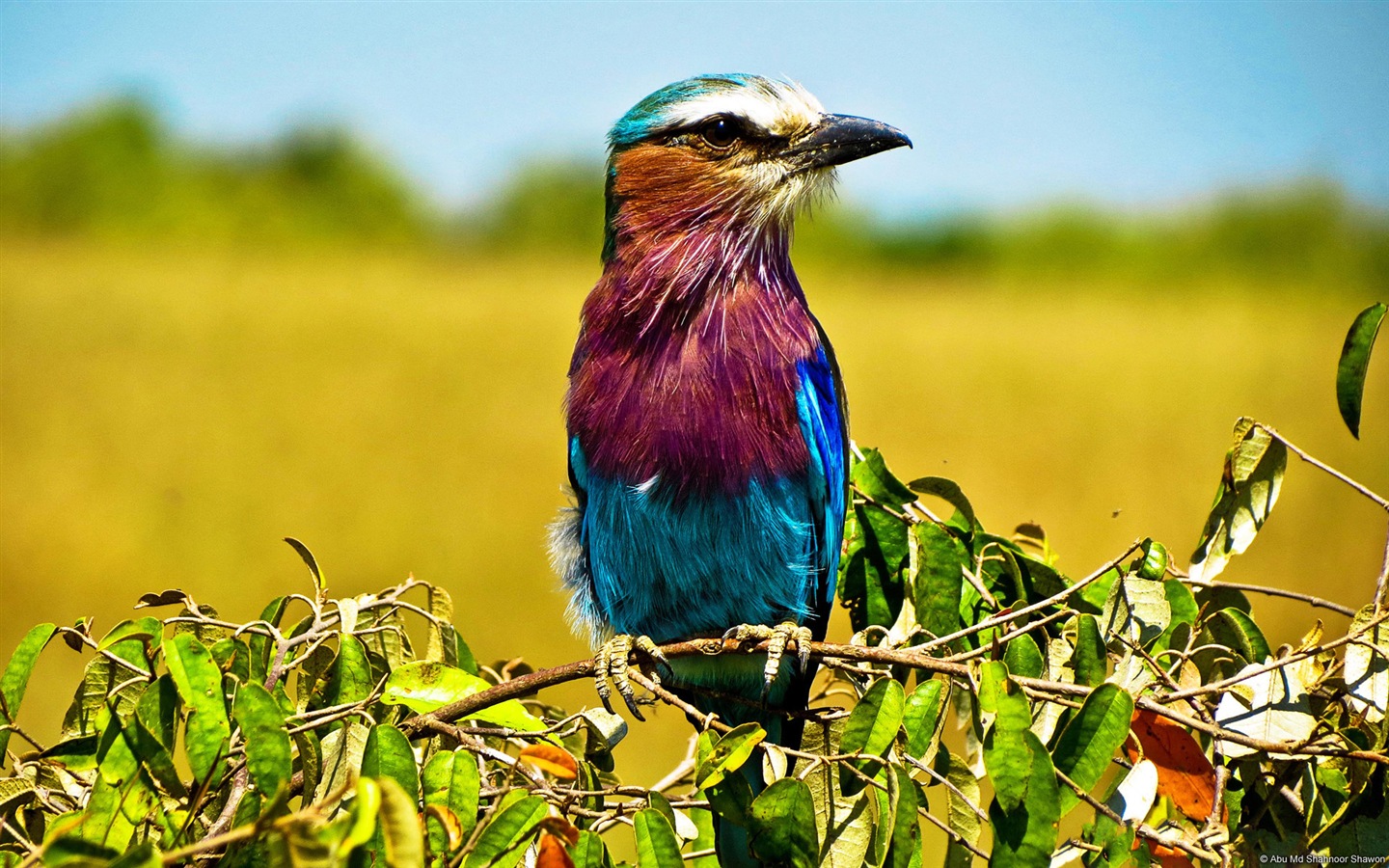 Divertidas de los animales, de Windows 8 fondos de pantalla de alta definición #4 - 1440x900