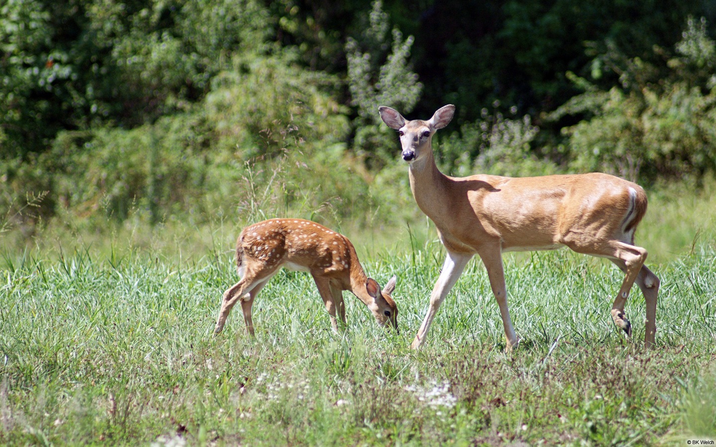 Divertidas de los animales, de Windows 8 fondos de pantalla de alta definición #6 - 1440x900