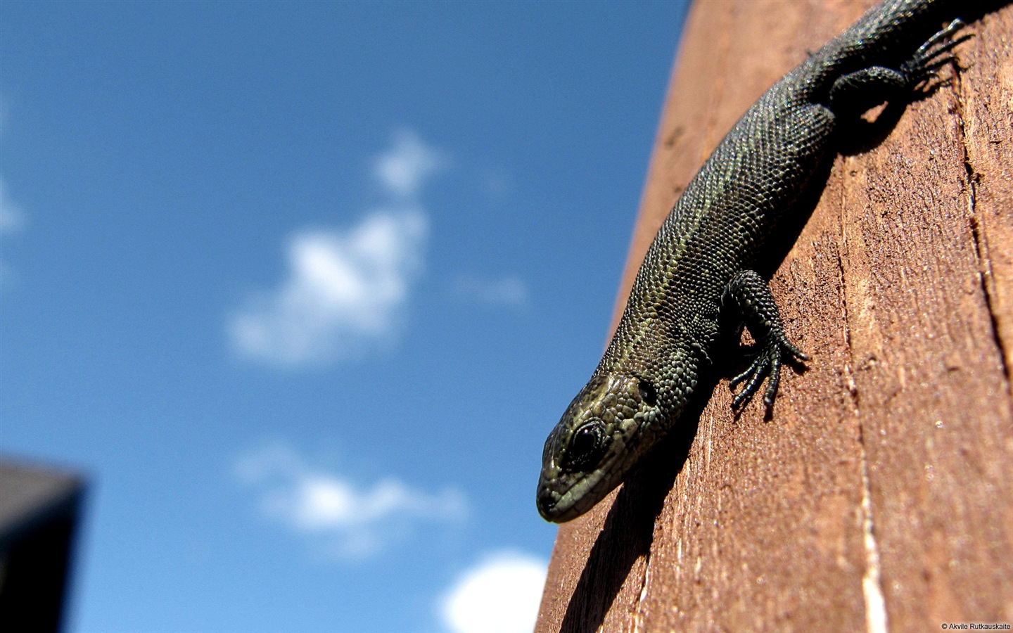 Divertidas de los animales, de Windows 8 fondos de pantalla de alta definición #12 - 1440x900