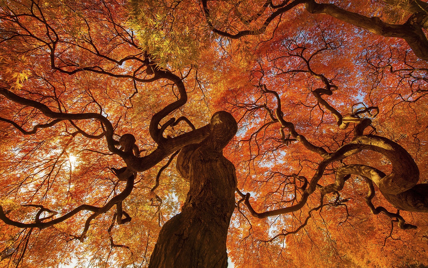 Windows 10 預覽版高清壁紙 #8 - 1440x900