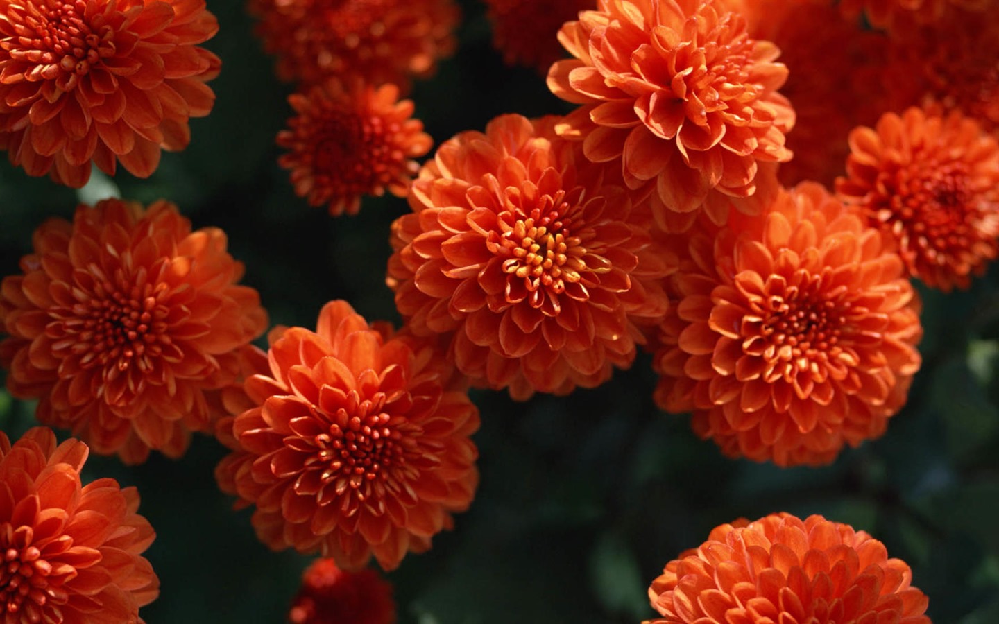 Belles fleurs fonds d'écran avec la rosée HD #7 - 1440x900