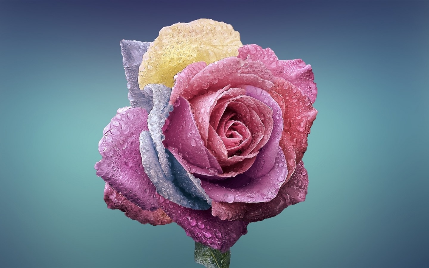 Belles fleurs fonds d'écran avec la rosée HD #13 - 1440x900