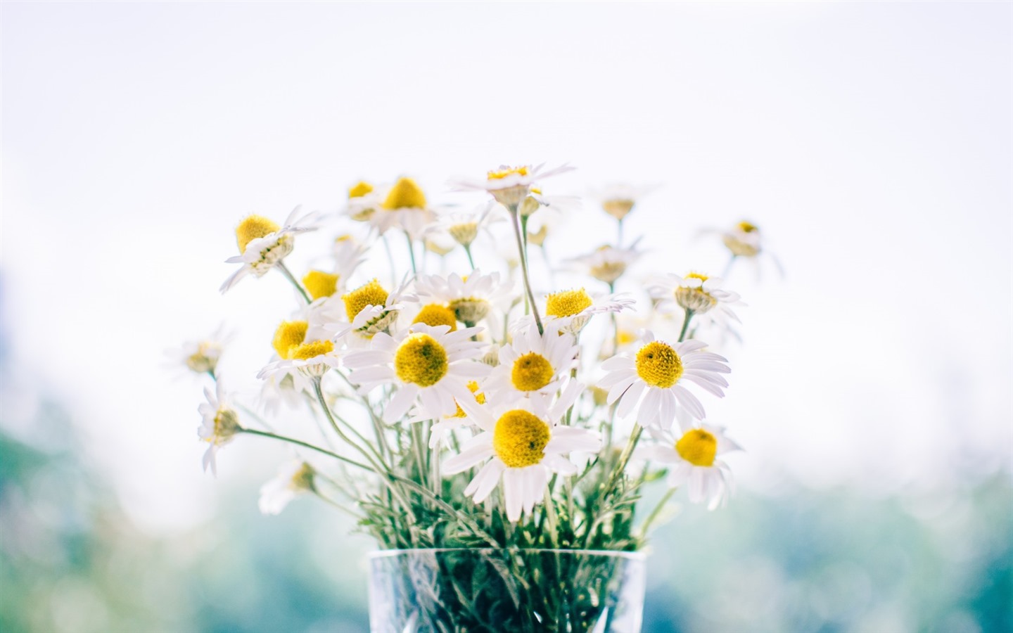 이슬의 HD 월페이퍼와 함께 아름 다운 꽃 #15 - 1440x900