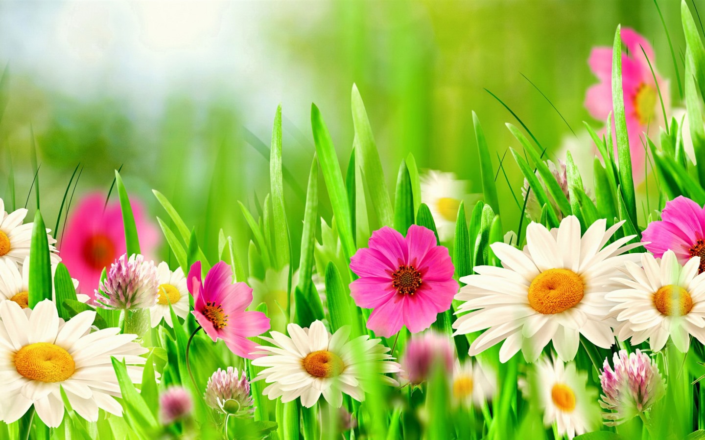 이슬의 HD 월페이퍼와 함께 아름 다운 꽃 #18 - 1440x900