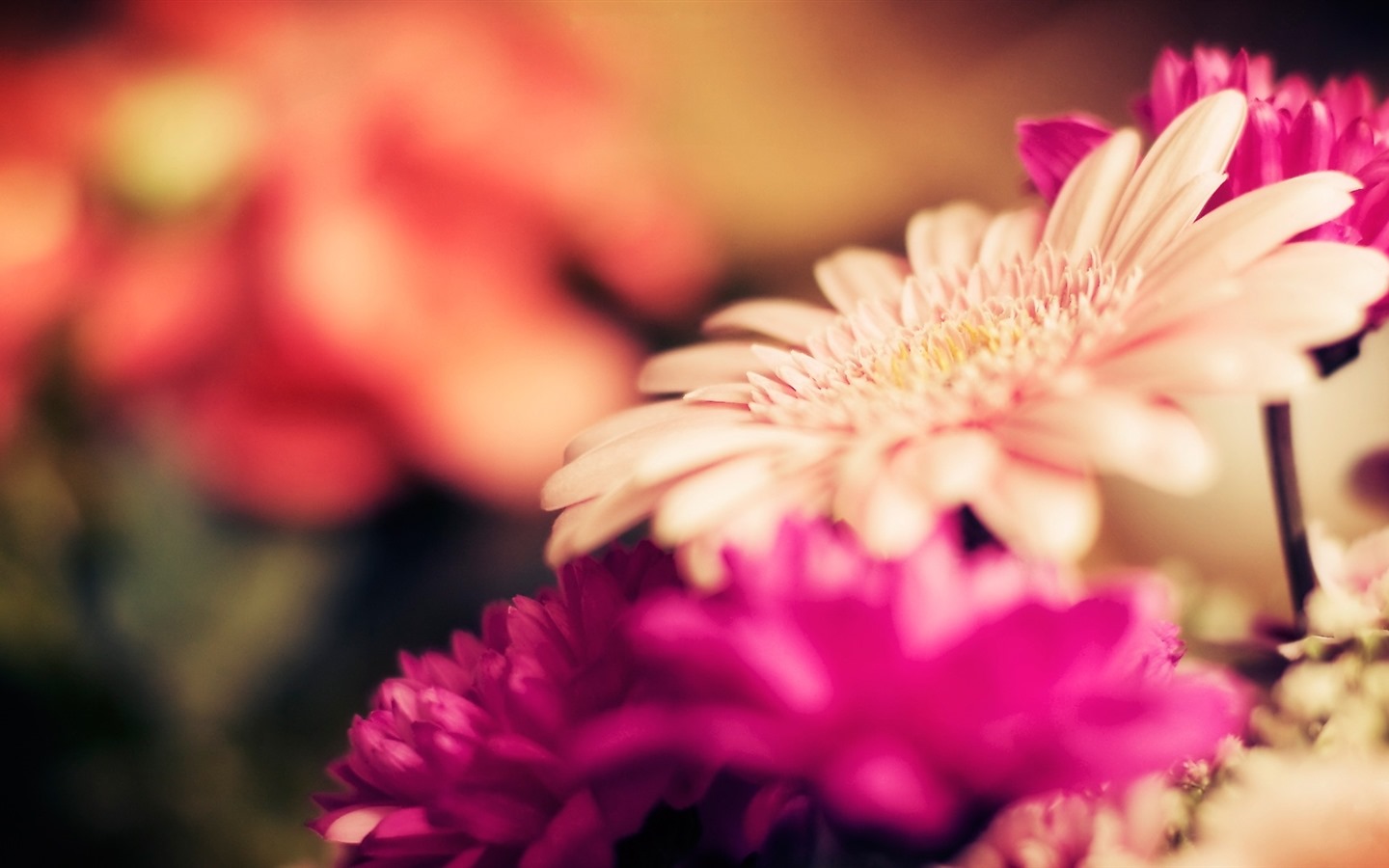 Belles fleurs fonds d'écran avec la rosée HD #20 - 1440x900