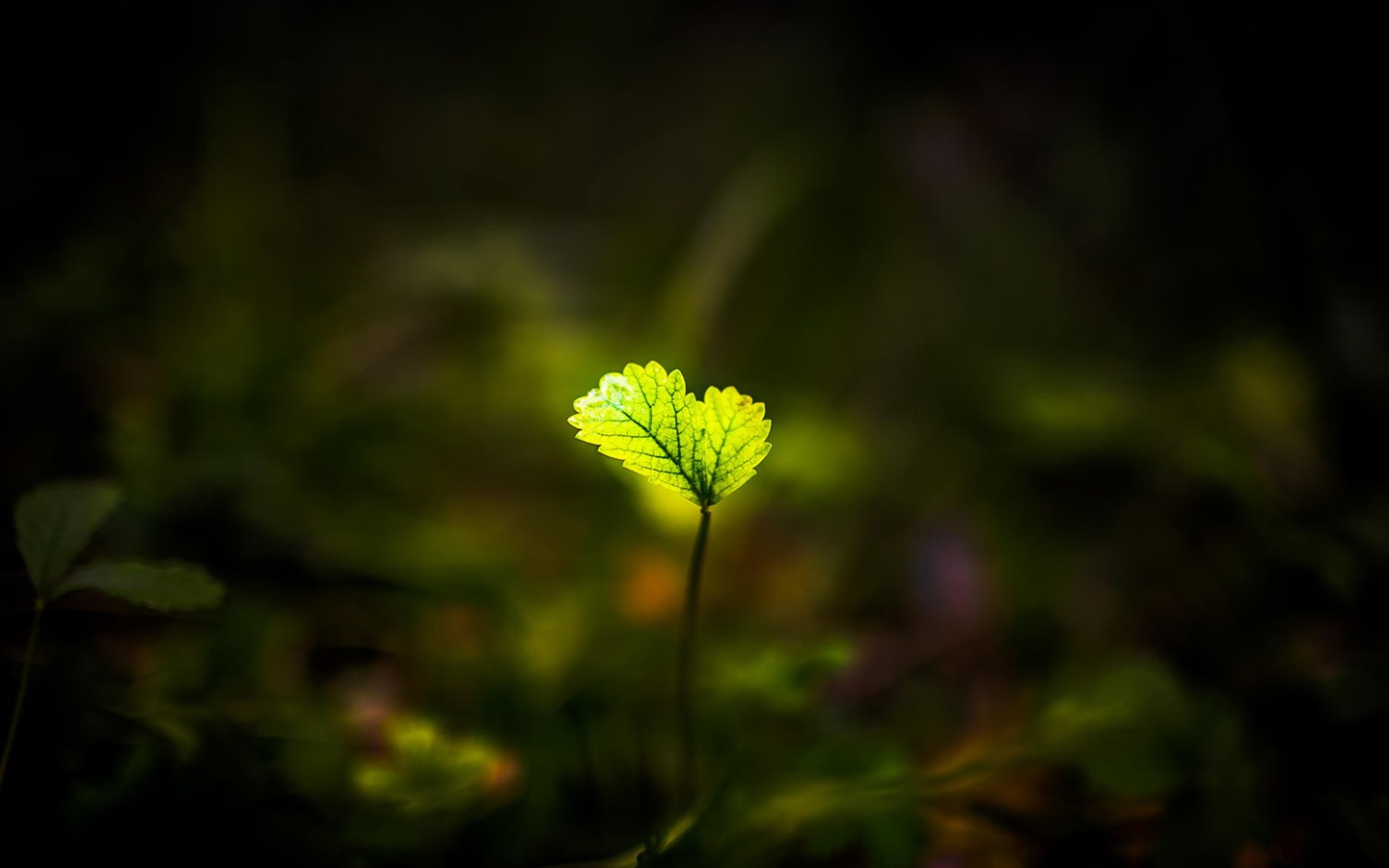 美丽的鲜花与露水 高清壁纸21 - 1440x900