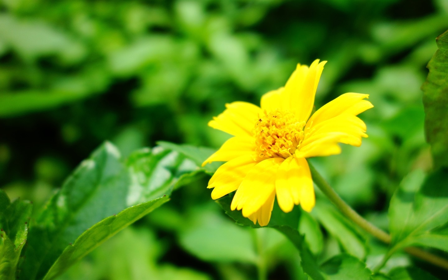 美麗的鮮花與露水 高清壁紙 #23 - 1440x900