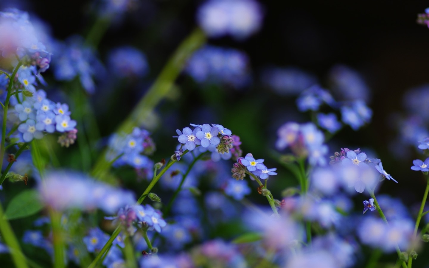 Belles fleurs fonds d'écran avec la rosée HD #26 - 1440x900