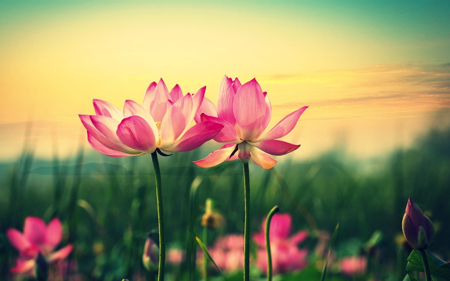Belles fleurs fonds d'écran avec la rosée HD #33 - 1440x900