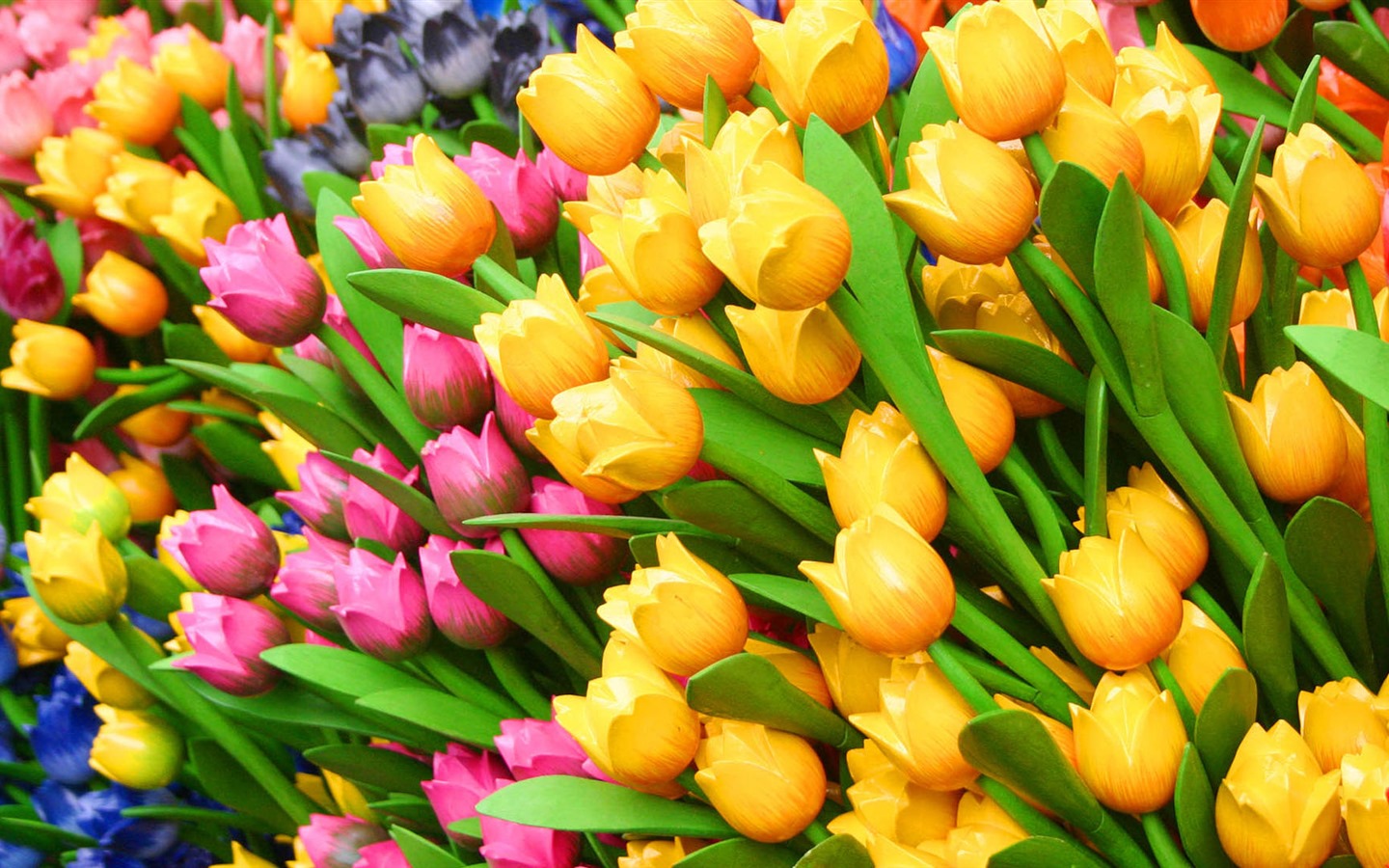 Fondos de pantalla HD de flores tulipanes frescos y coloridos #1 - 1440x900