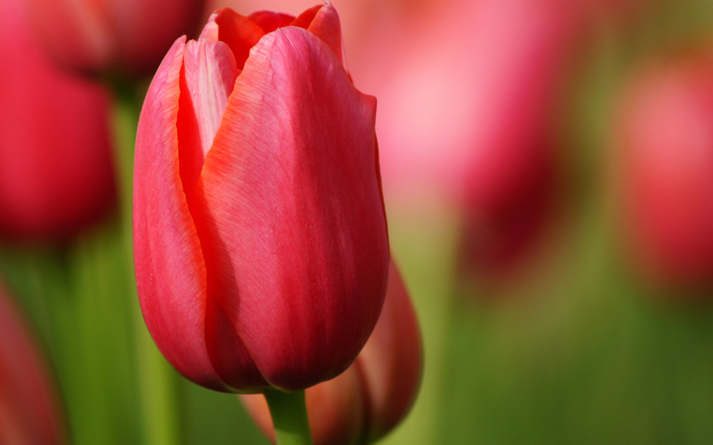 신선하고 화려한 튤립 꽃의 HD 배경 화면 #8 - 1440x900