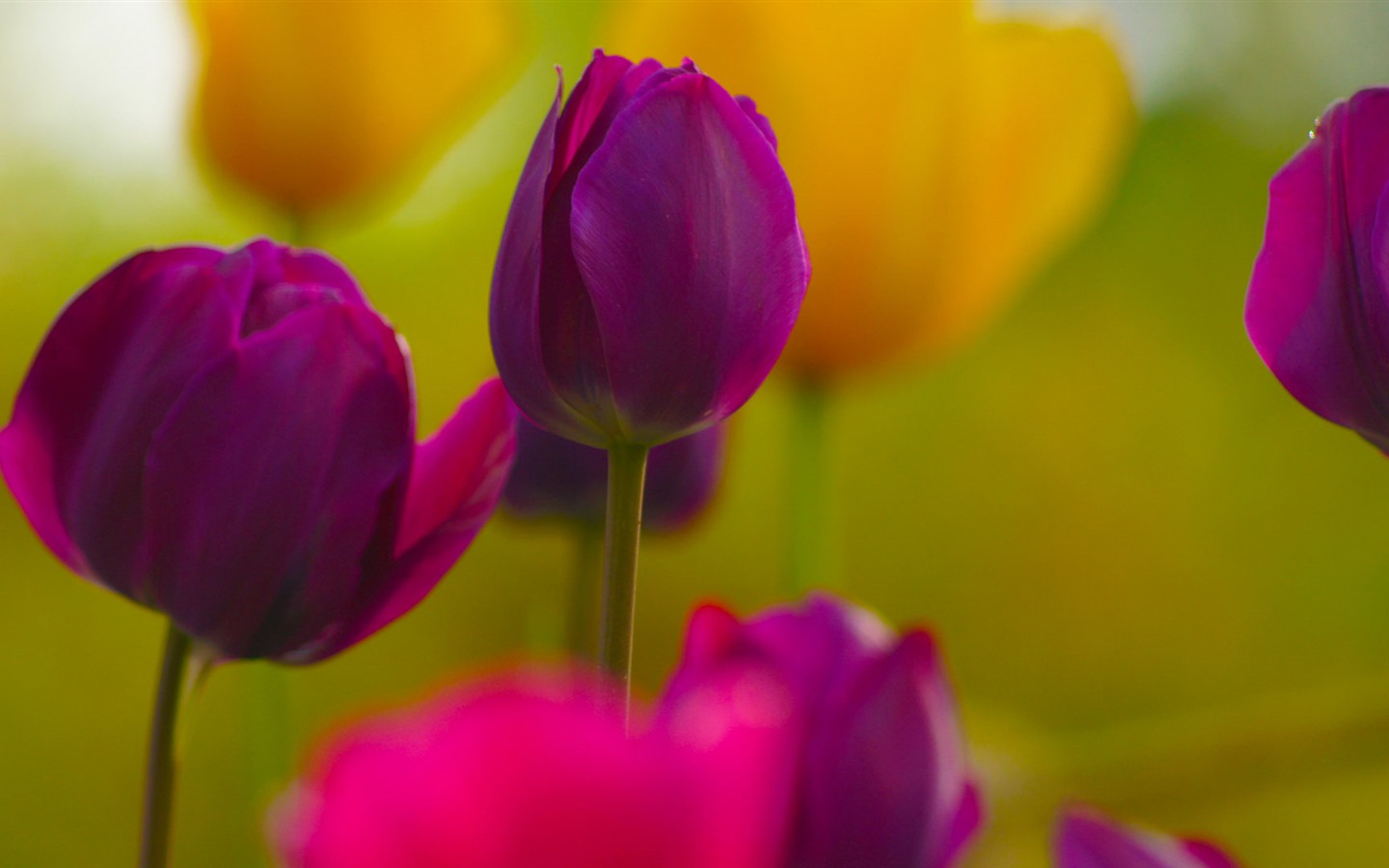신선하고 화려한 튤립 꽃의 HD 배경 화면 #9 - 1440x900