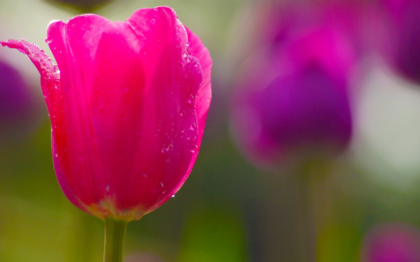 신선하고 화려한 튤립 꽃의 HD 배경 화면 #12 - 1440x900