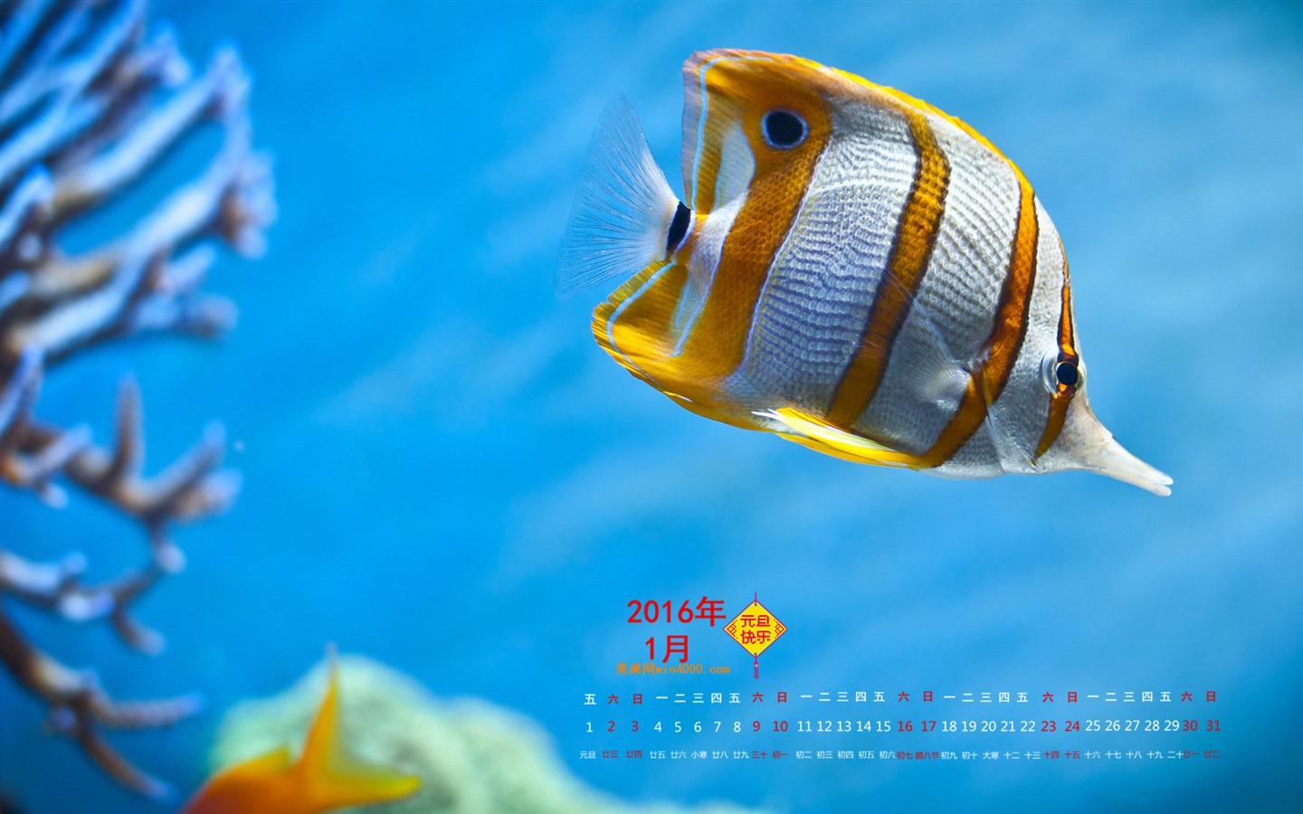 2016年1月 月曆壁紙(一) #9 - 1440x900