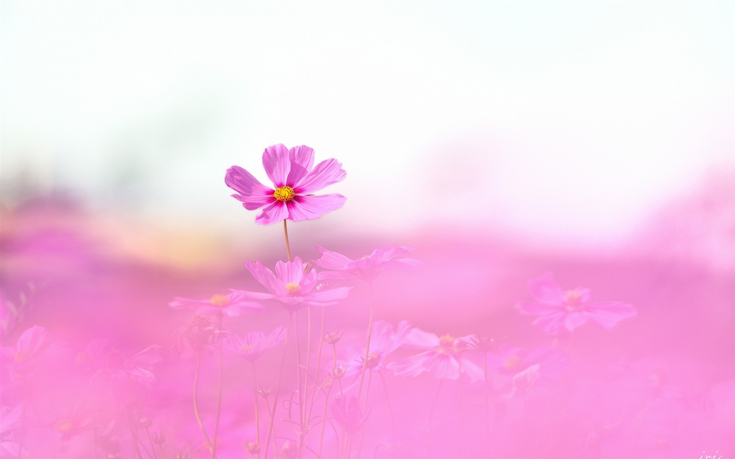 格桑鮮花桌面壁紙 #2 - 1440x900