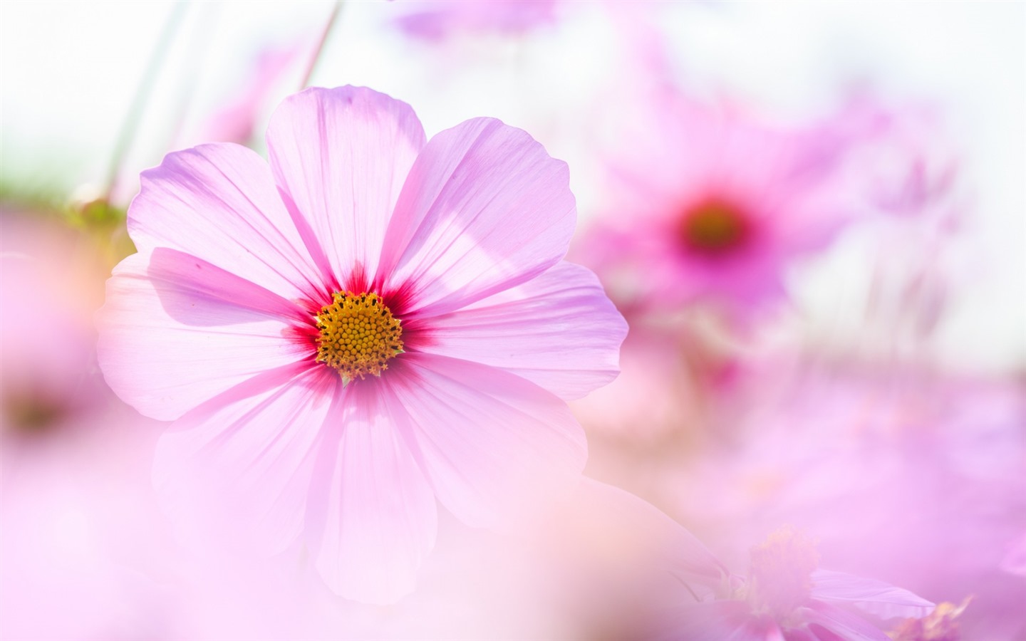 格桑鮮花桌面壁紙 #4 - 1440x900