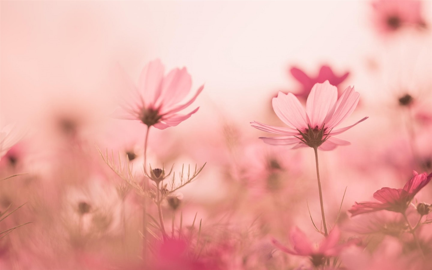 格桑鮮花桌面壁紙 #7 - 1440x900