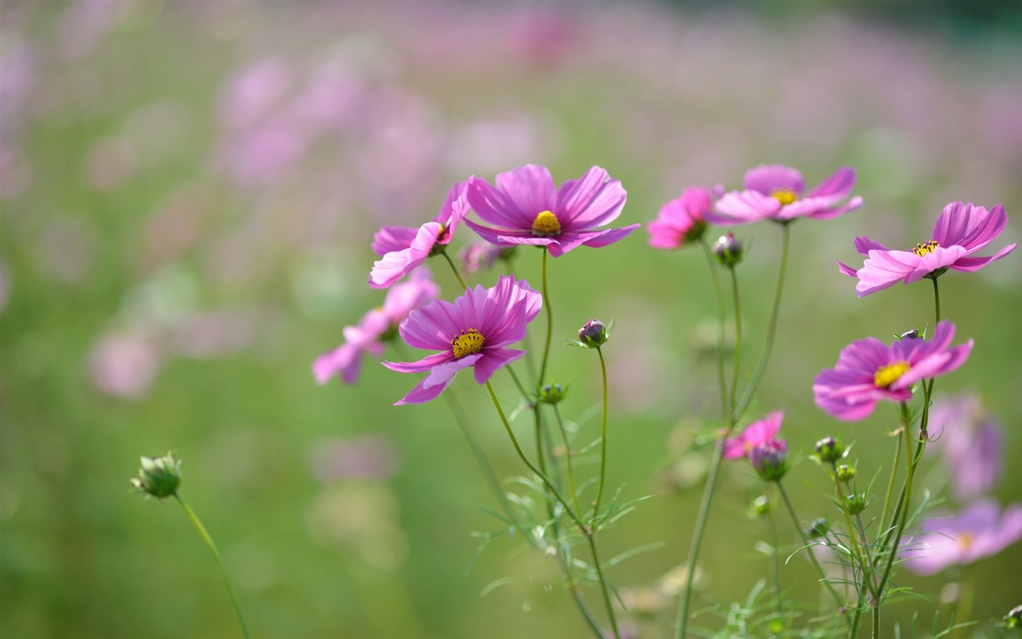 格桑鲜花桌面壁纸8 - 1440x900