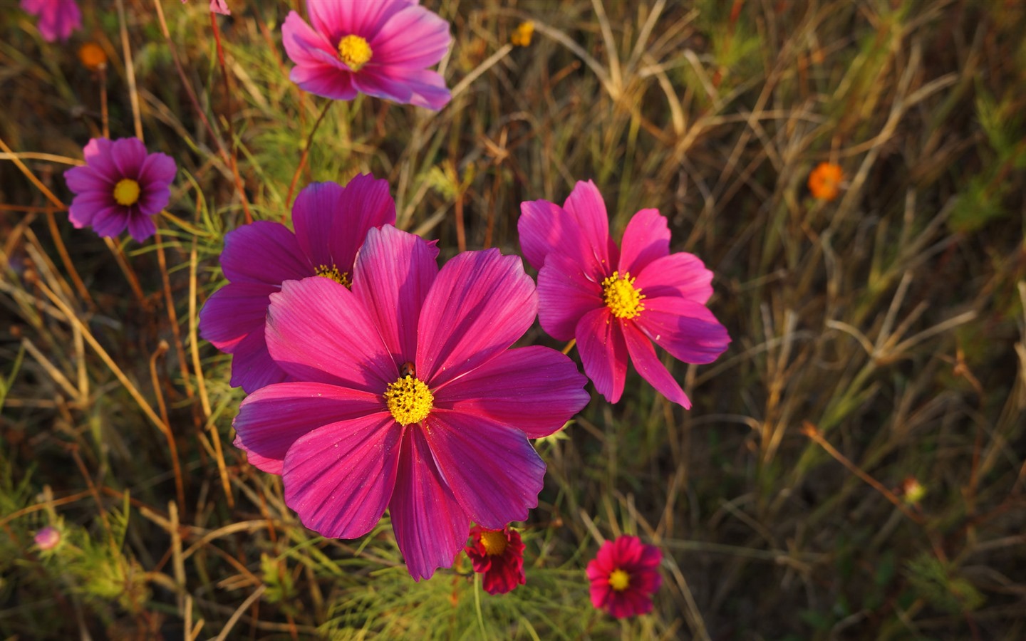 Gesang fonds d'écran fleurs de bureau #11 - 1440x900