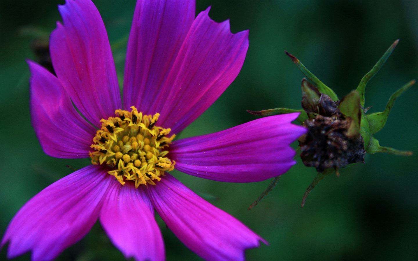 Gesang fonds d'écran fleurs de bureau #12 - 1440x900