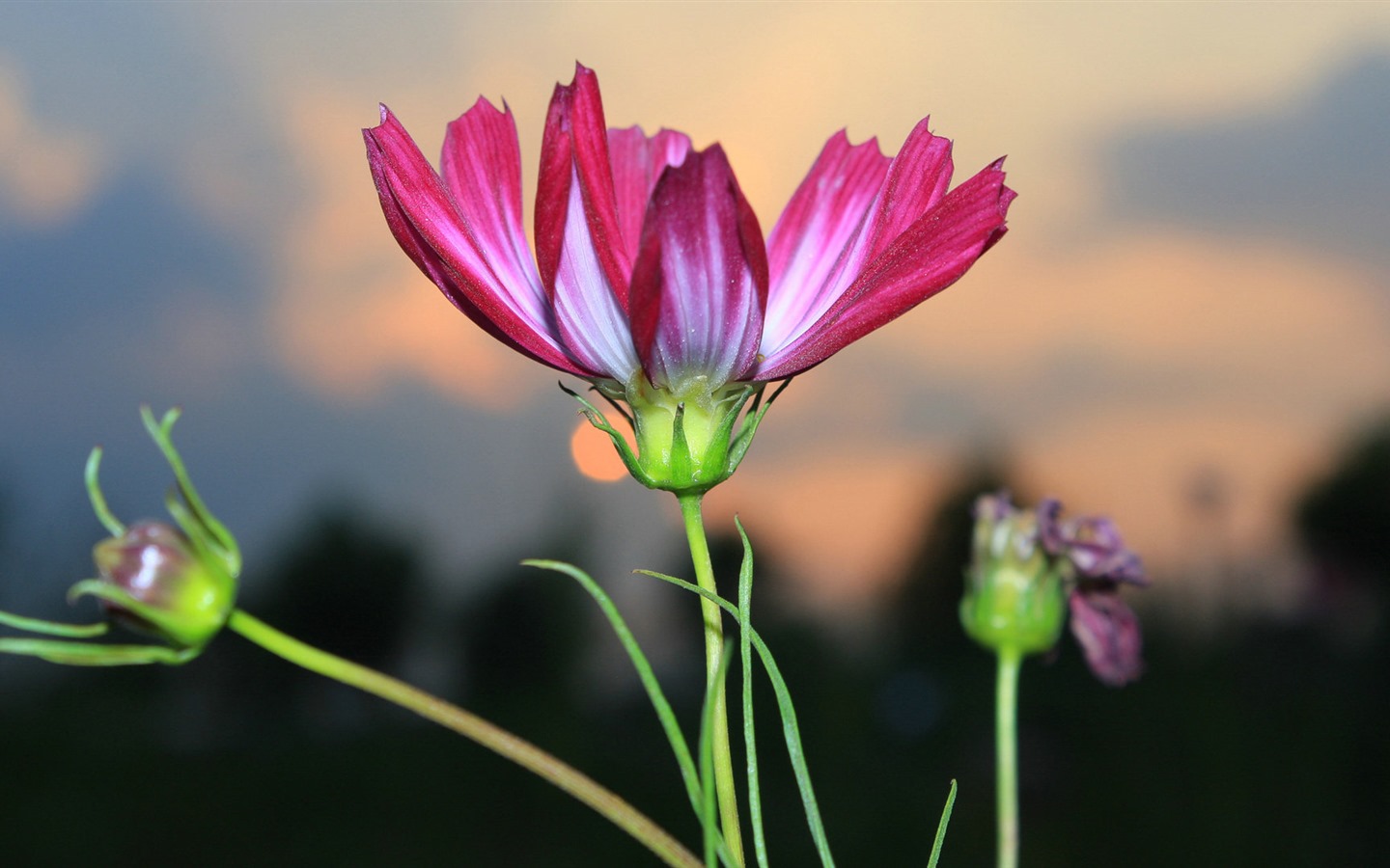 格桑鮮花桌面壁紙 #13 - 1440x900