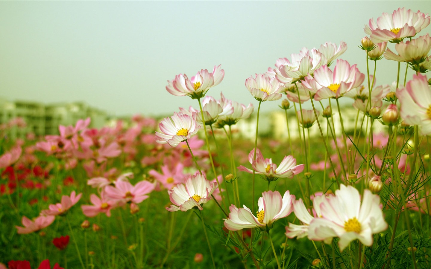 Gesang fonds d'écran fleurs de bureau #14 - 1440x900