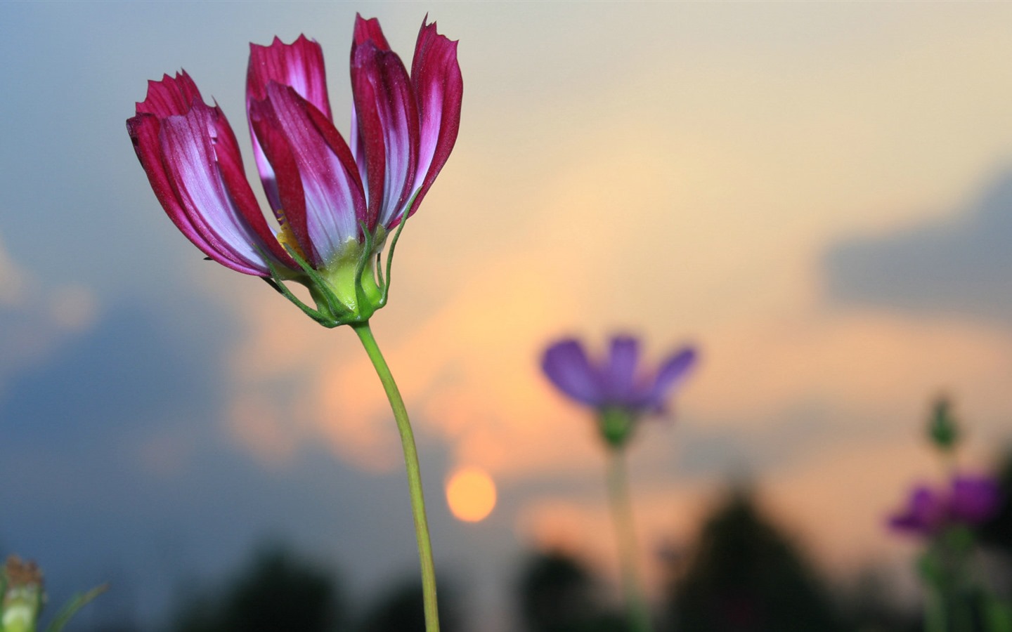 格桑鮮花桌面壁紙 #16 - 1440x900
