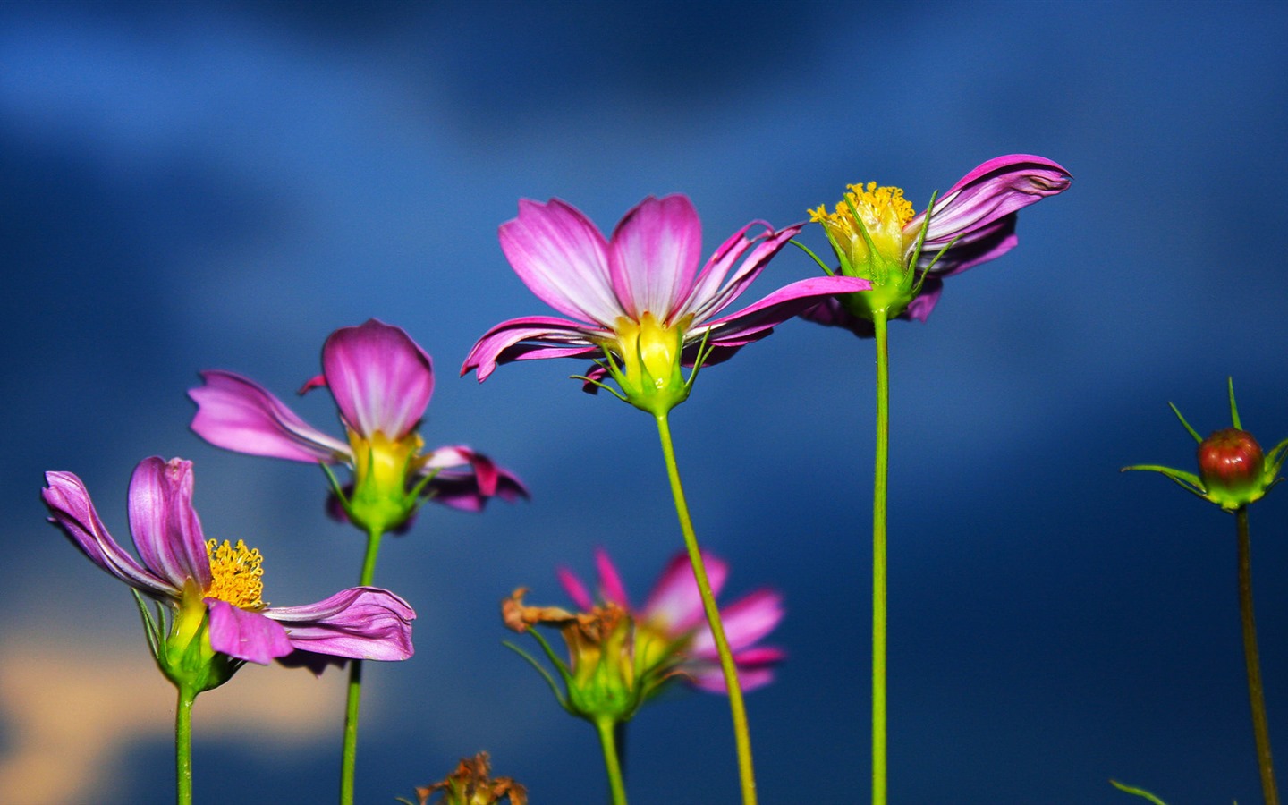 Gesang fonds d'écran fleurs de bureau #18 - 1440x900