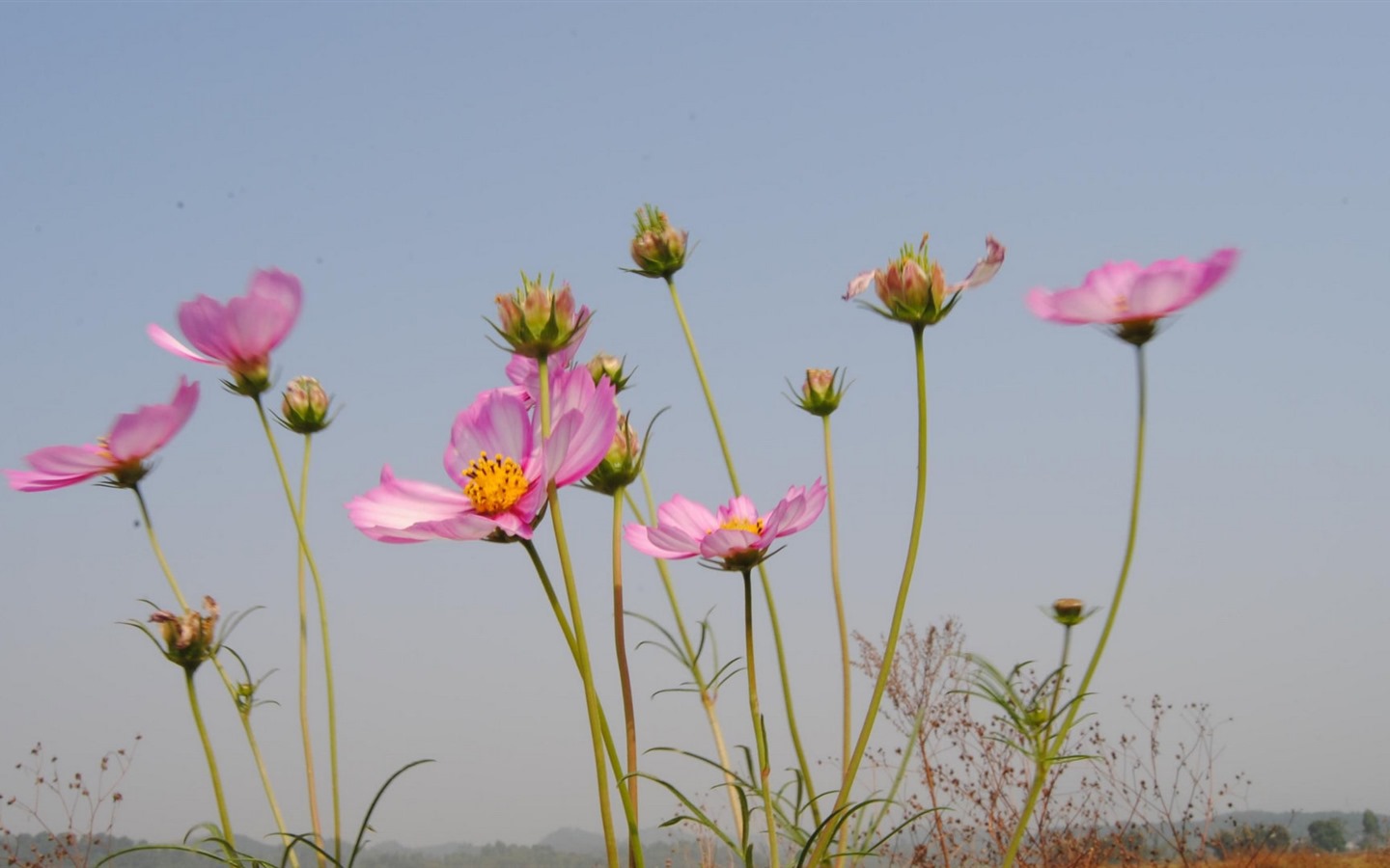 格桑鮮花桌面壁紙 #19 - 1440x900