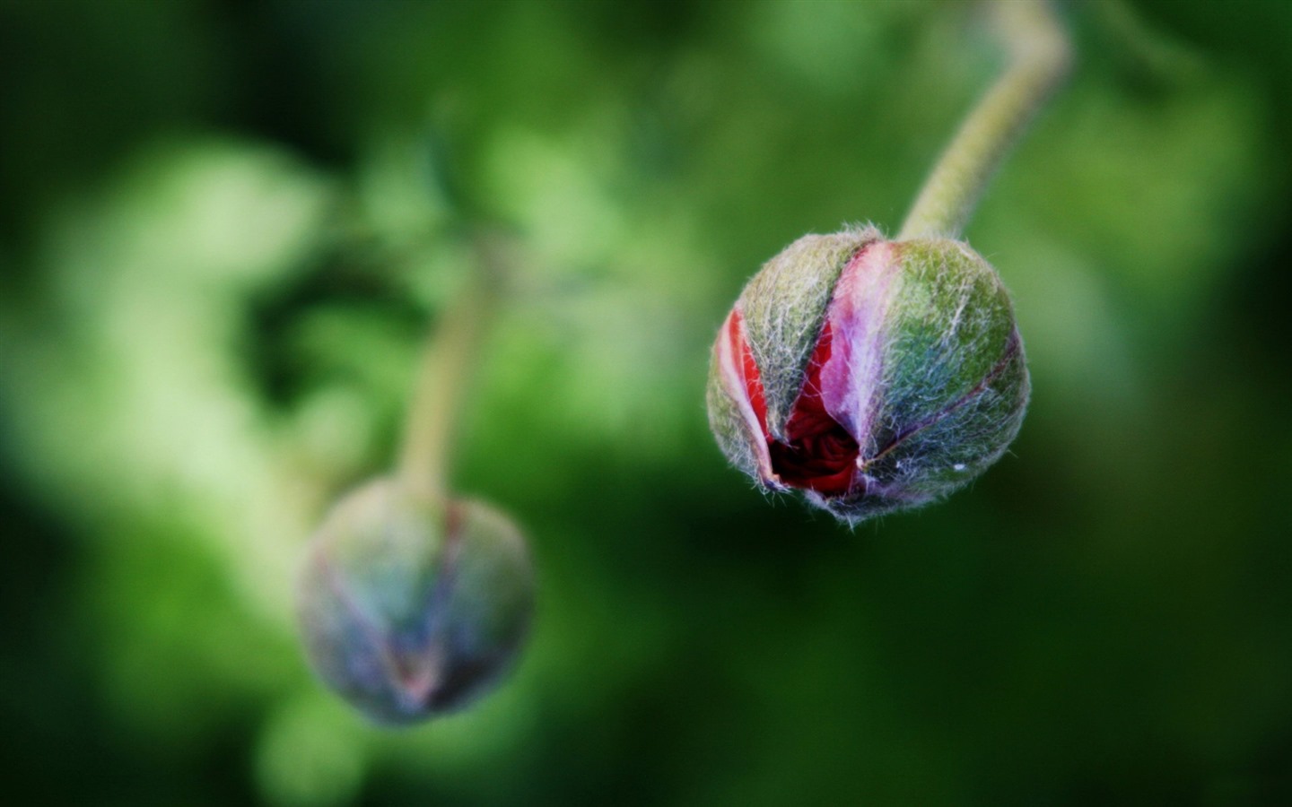 Frische Blumen und Pflanzen Frühling Themen-Wallpaper #2 - 1440x900