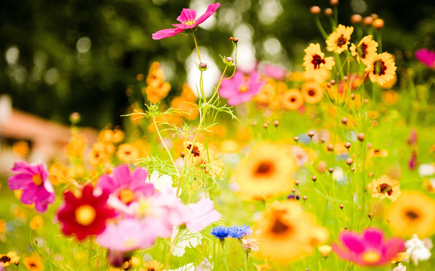 flores y plantas frescas de primavera fondos de pantalla con temas #6 - 1440x900