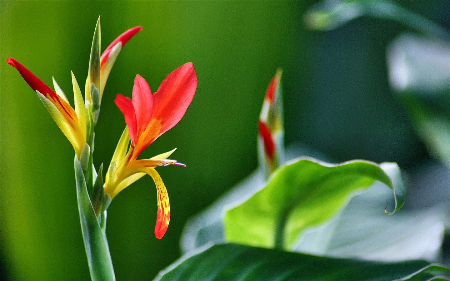 신선한 꽃과 식물을 테마로 바탕 화면을 봄 #7 - 1440x900