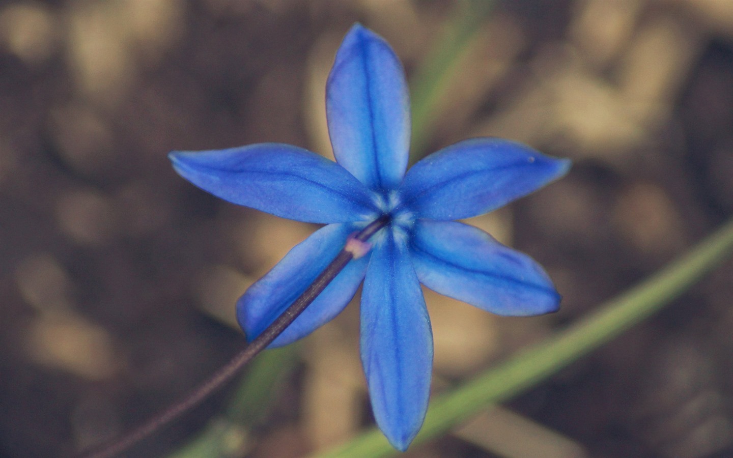 鲜花和植物春天主题壁纸9 - 1440x900