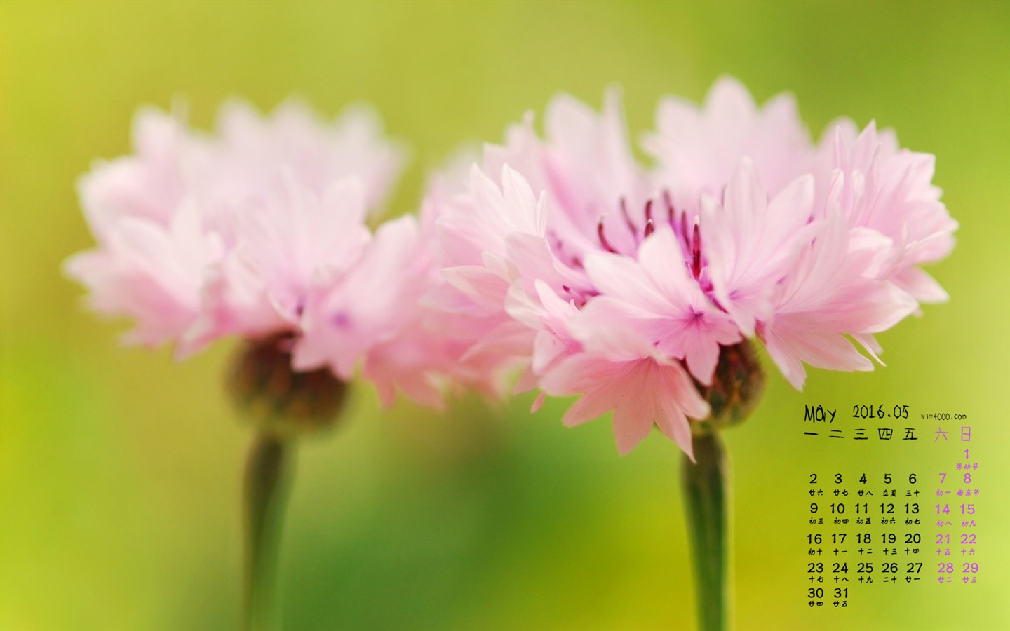 2016年5月 月曆壁紙(一) #6 - 1440x900