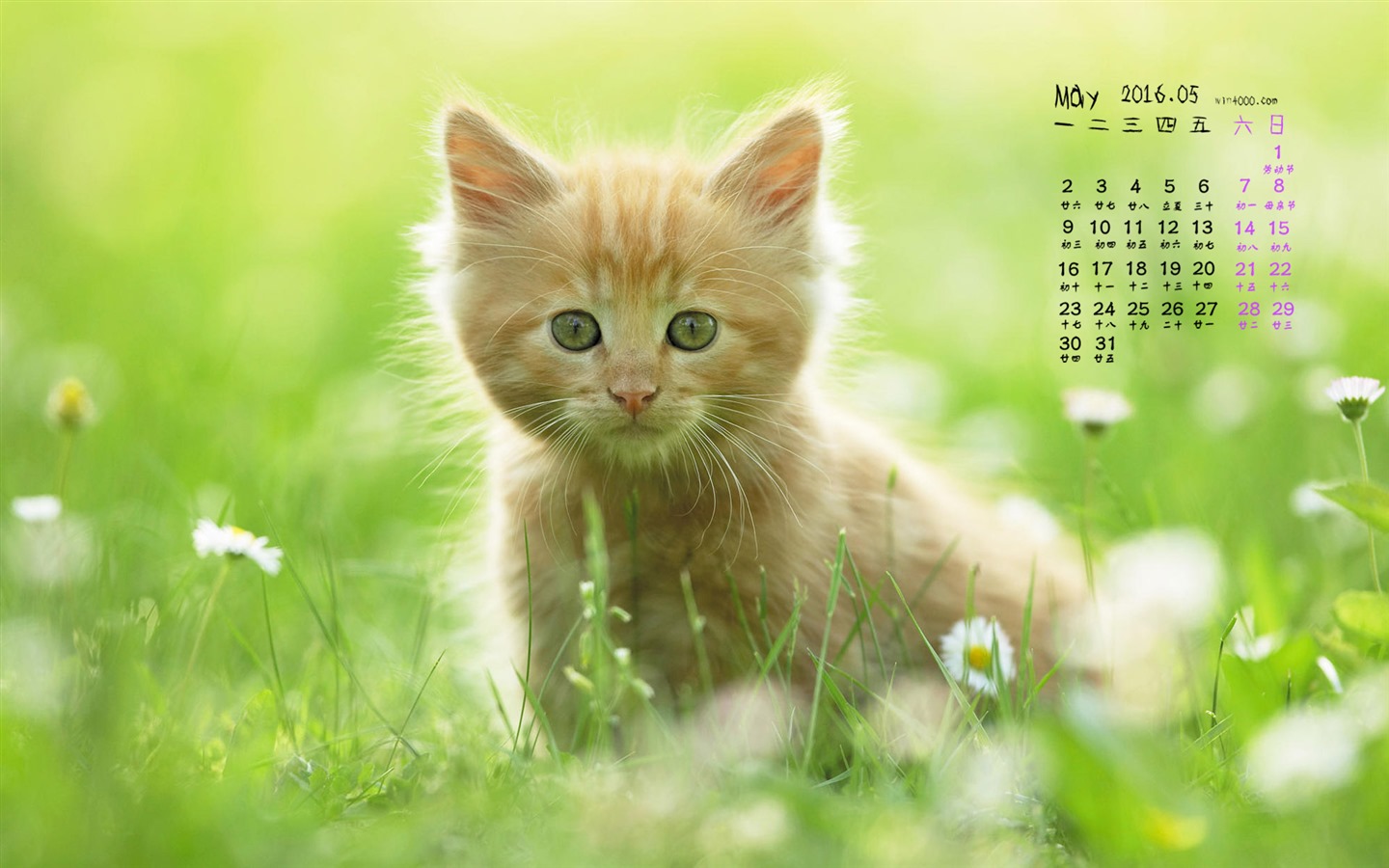 2016年5月 月曆壁紙(一) #10 - 1440x900